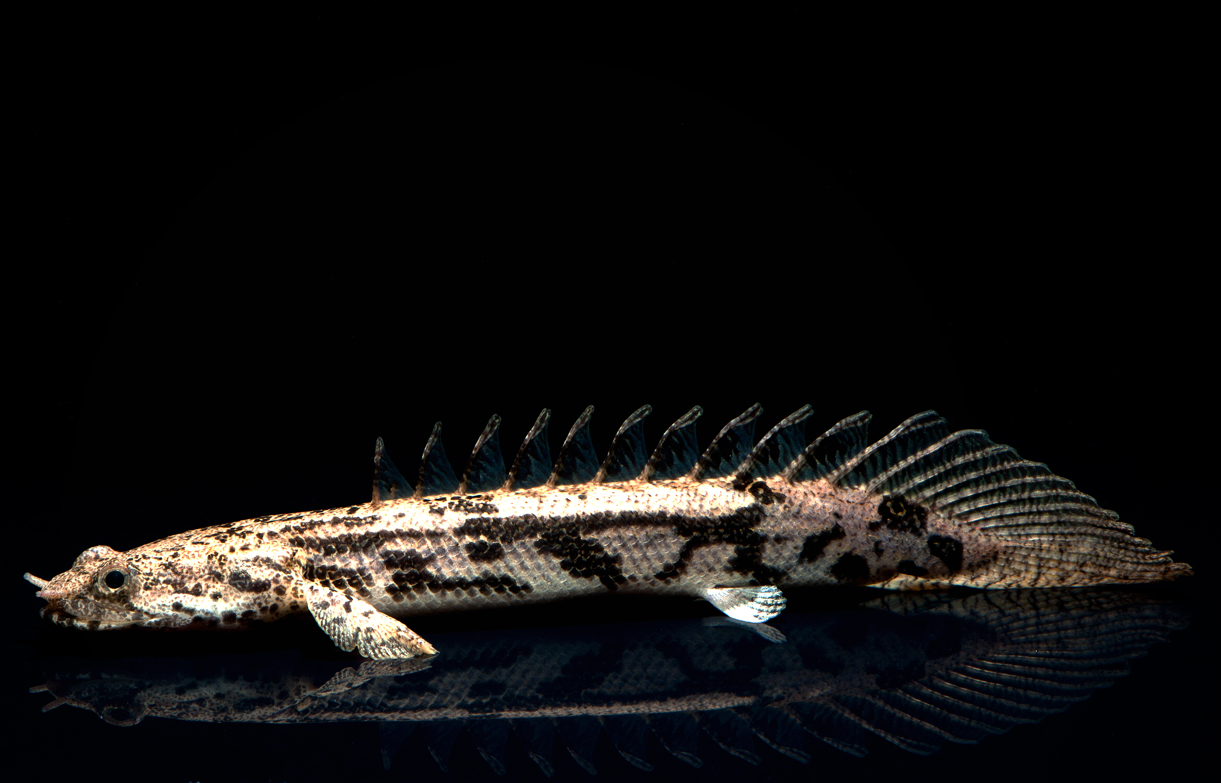 Polypterus endlicheri (Endlicher's Bichir)